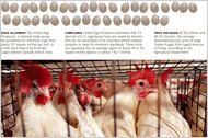 Something to Cluck About – A Bill Endorsed by Egg Producers and Animal Campaigners