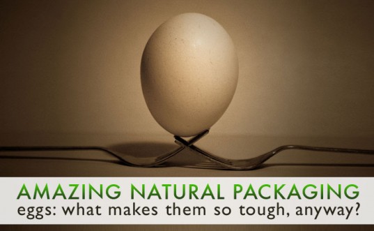 Amazing Natural Packaging: Eggs – What Makes Them So Tough Anyway
