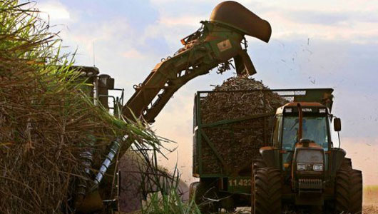 Brazil to build first algae-based biofuel plant