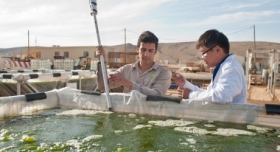 Algae Fuel Advancing in Practicality