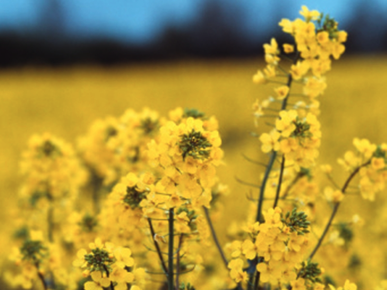 Genetic Consequences of Climate Change