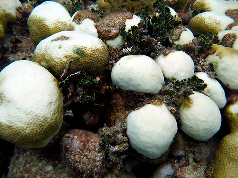 Agency Seeks Protection for 66 Corals Under the Endangered Species Act