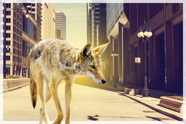 coyote_city