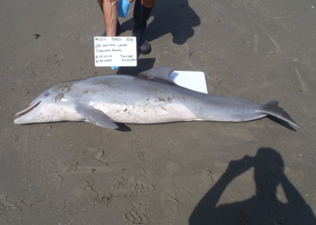 07-30-2012_stranded_dolphin_port_fourchon_open_jaw_ldwf_photo