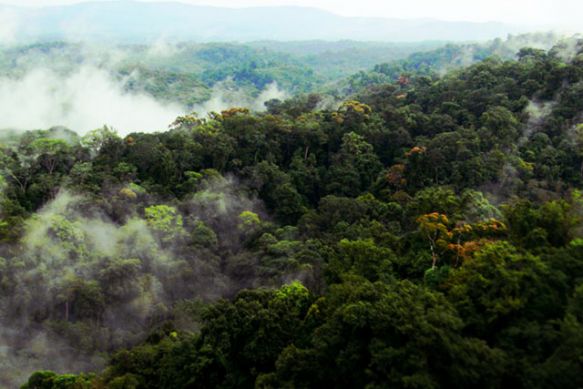 Rainforestnaturespeaking