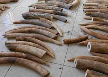 interpoltusks