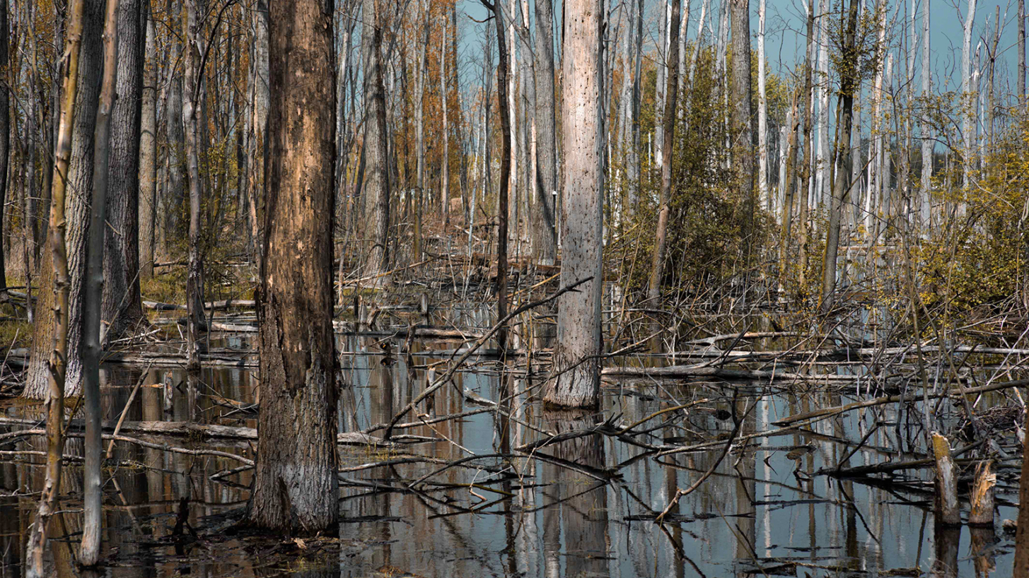 forestswamp